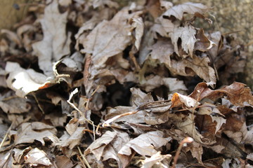 Crunchy Autumn Leaves