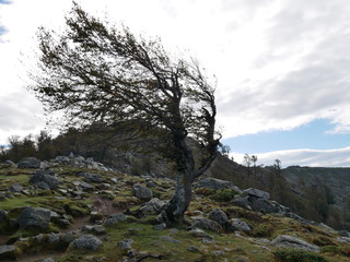 Vom Wind geformter Baum