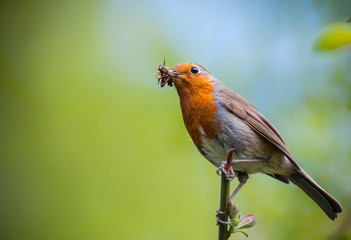 little Red robin perched on a tree branch twig with a caught insect in its beak.