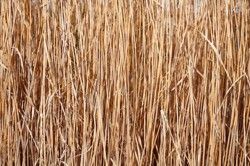 trockenes Ziergras nach dem Winter