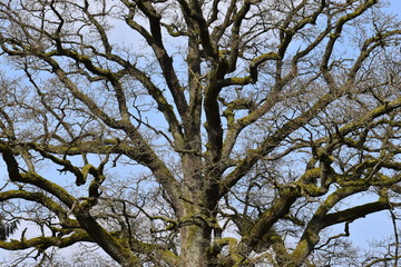 Beautiful tree photographed from below on a meadow on a sunny day in Kassel, Germany