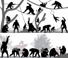 Silhouettes of chimpanzees and its cubs outdoors