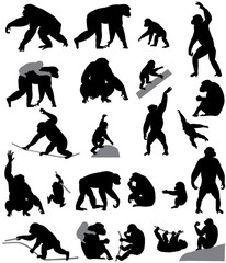 Collection of silhouettes of chimpanzees and its cubs