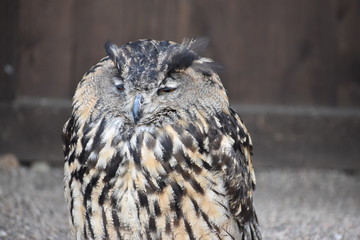 Portrait of a wonderful brown majestic Eurasian Eagle Owl