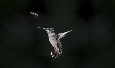 Fototapeta premium Hummingbird and Honey Bee