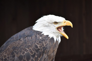 Wonderful majestic portrait of an american bald eagle