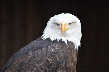 Wonderful majestic portrait of an american bald eagle