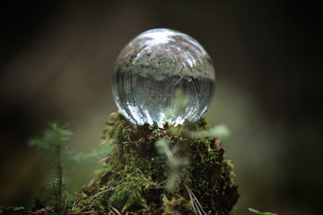 Crystal ball. A magical accessory in the woods on the stump. Rit