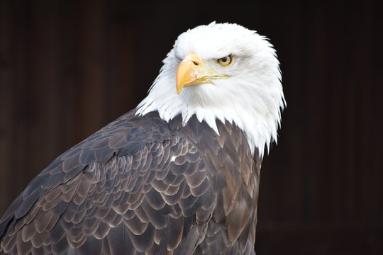 Wonderful majestic portrait of an american bald eagle