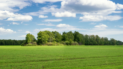 landscape with birch grove in the field in summer, Russia