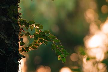 Green leaves with blurred background