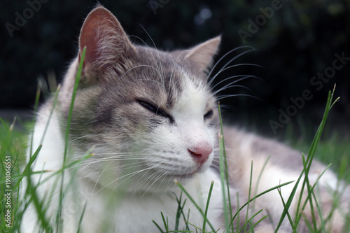 Chat Gris Et Blanc Stock Photo And Royalty Free Images On