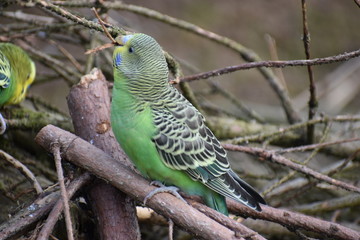 Closeup of a small green budgie sitting on tree branches in a park in Kassel, Germany