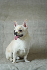 portrait of a chihuahua on a gray background