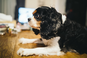 Cavalier is staring at something