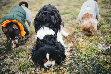 Three dogs are rowing and progressing while sniffing smells