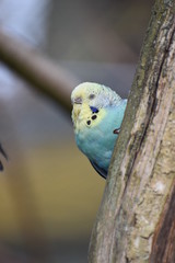 Closeup of a small light blue budgie sitting on a tree branch in a park in Kassel, Germany