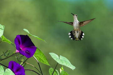 Hummingbird and Morning Glory