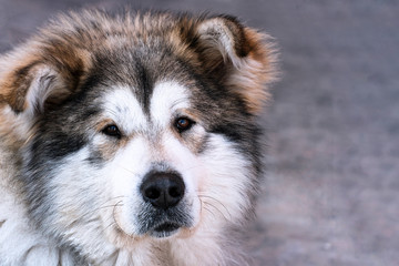 Portrait of a big dog mongrel closeup