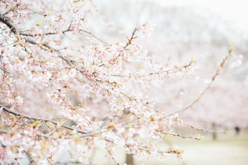 Cherry blossoms in Tokyo