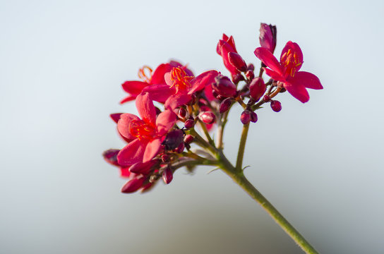 Bunch of red flowers on a branch