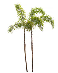 Tree isolated on white background.