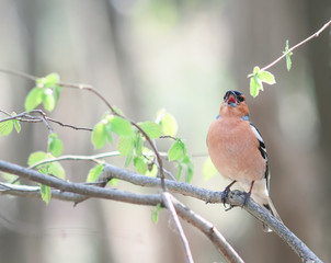 portrait of male bird Finch sitting and singing on a branch with fresh leaves in spring Park