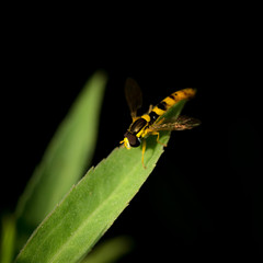 Sphaerophoria scripta (maschio)