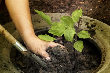 Planting young tree by man's hand gardeners to be planted into the soil with beautiful sun light in plantation field. Concept natural ecology.