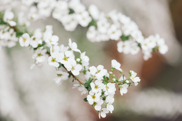 A beautiful little flower