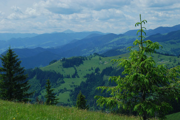 Горы  и две ели