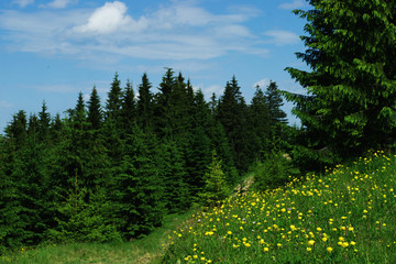 Лес из елей и желтые цветы