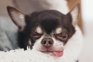 Sleeping chihuahua