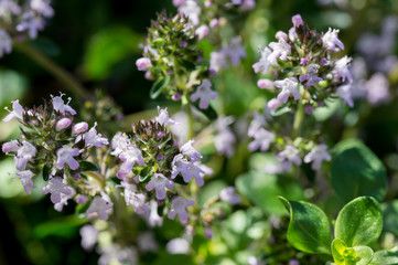 Close up of purple flowers of the ground cover culinary herb Creeping Thyme, Thymus serpyllum.