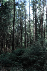Fototapeta premium Pine forest. Depths of a forest. Journey through forest paths. T