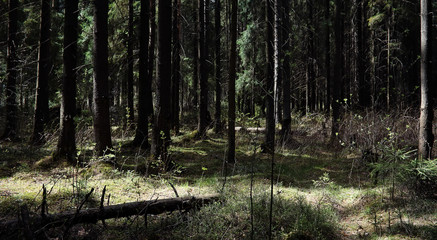 Obraz premium Pine forest. Depths of a forest. Journey through forest paths. T