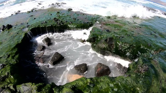Vulkanstrand mit Algen bei La Pared, Westk&uuml;ste, Wellen,. Brandung, Fuerteventura, Atlantik, Meer, 4K