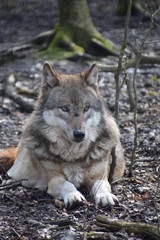 Beautiful portrait of a wild wolf in a forest in Germany