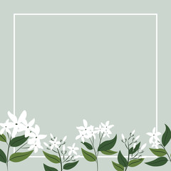 Fototapeta premium Jasmine flowers card and banner design