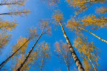 Fototapeta premium Birches view from below upwards, autumn, yellow leaves.