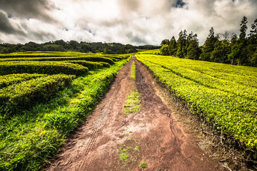 Tea plantation in Porto Formoso on the north coast of the island of sao miguel. The Azores are one of the main tourist destinations for holidays in Portugal.