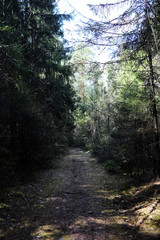 Pine forest. Depths of a forest. Journey through forest paths. T