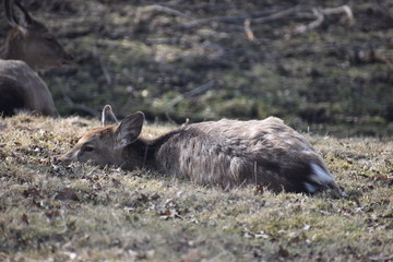 Beautiful roe deer is lying on a green meadow in Kassel, Germanyy