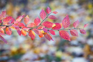 Autumn leaves on the trees..