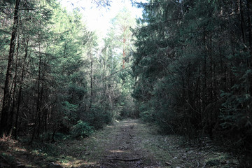 Obraz premium Pine forest. Depths of a forest. Journey through forest paths. T