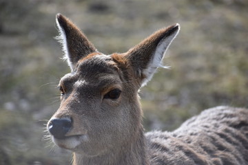Closeup of a majestic roe deer 