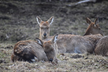 Beautiful roe deers are lying on a green meadow in Kassel, Germanyy