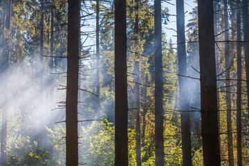 Light through the smoke in the forest. Fire in the forest.