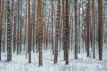 Winter pine forest in the snow.