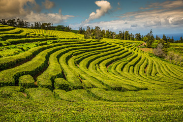Tea plantation in Porto Formoso. Amazing landscape of outstanding natural beauty. Azores, Portugal...